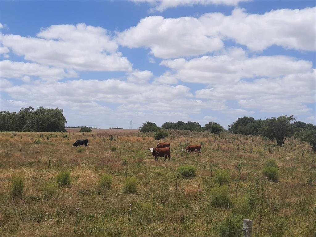 Buen predio rural, 24 héctareas a 600 m Ruta 5, KM 50.