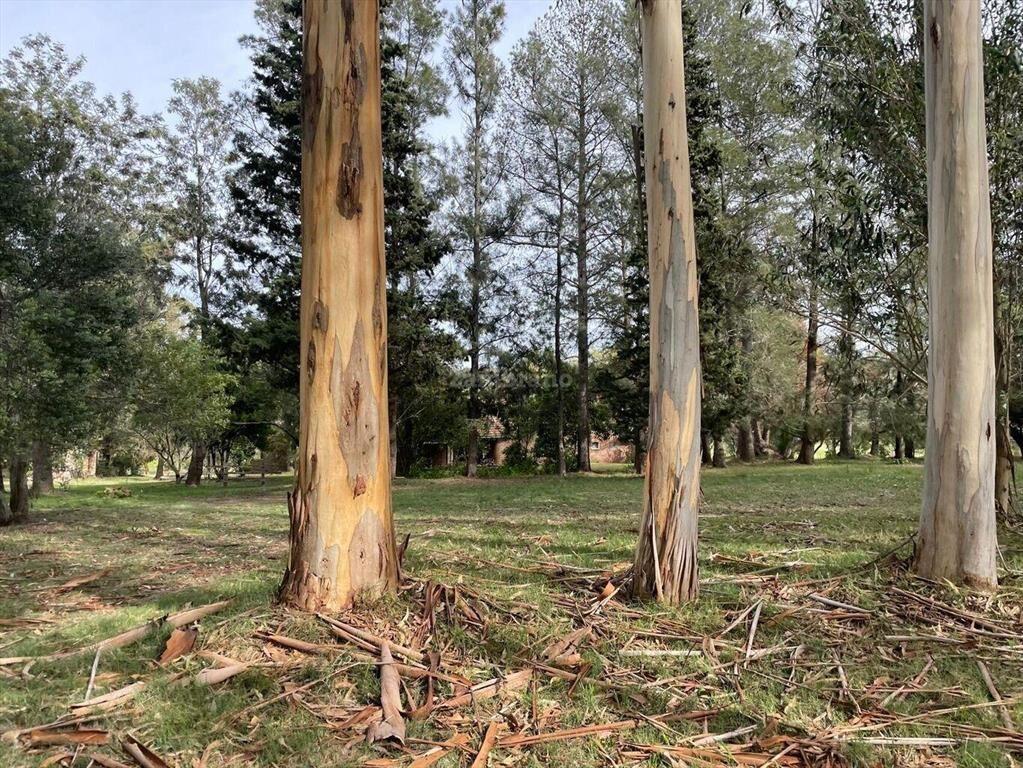 Establecimiento ganadero I Canelones I 400 has