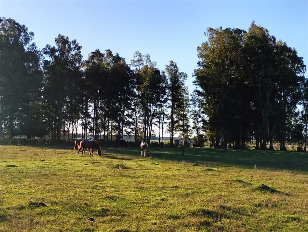 VENTA DE CHACRA 8 HAS. EN PAYSANDU