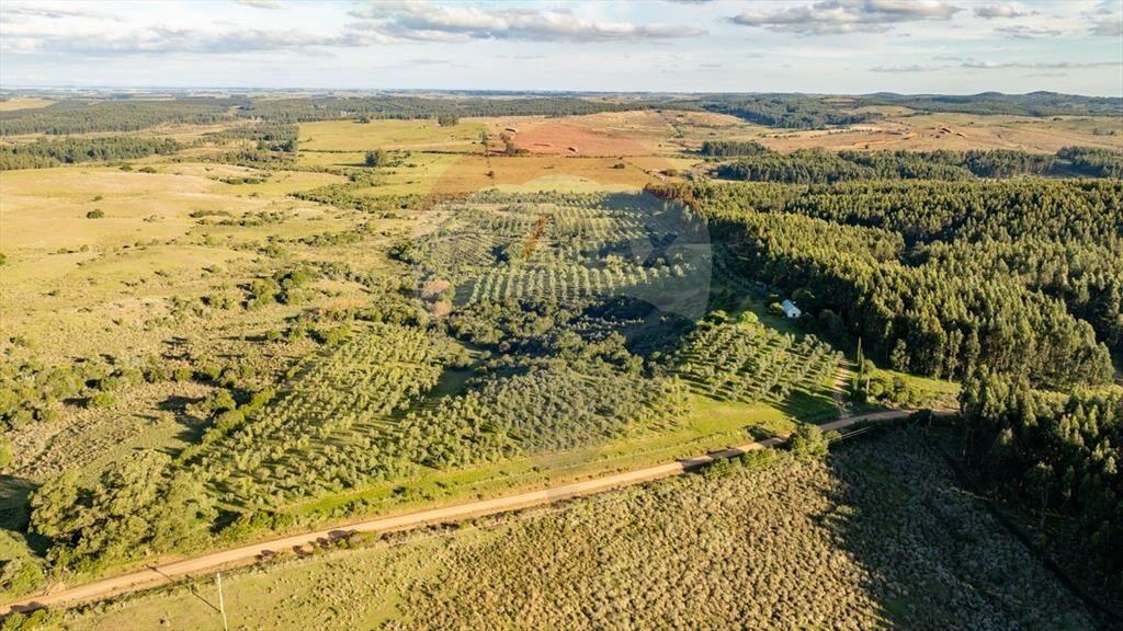 Venta de Campo con olivos en Rocha