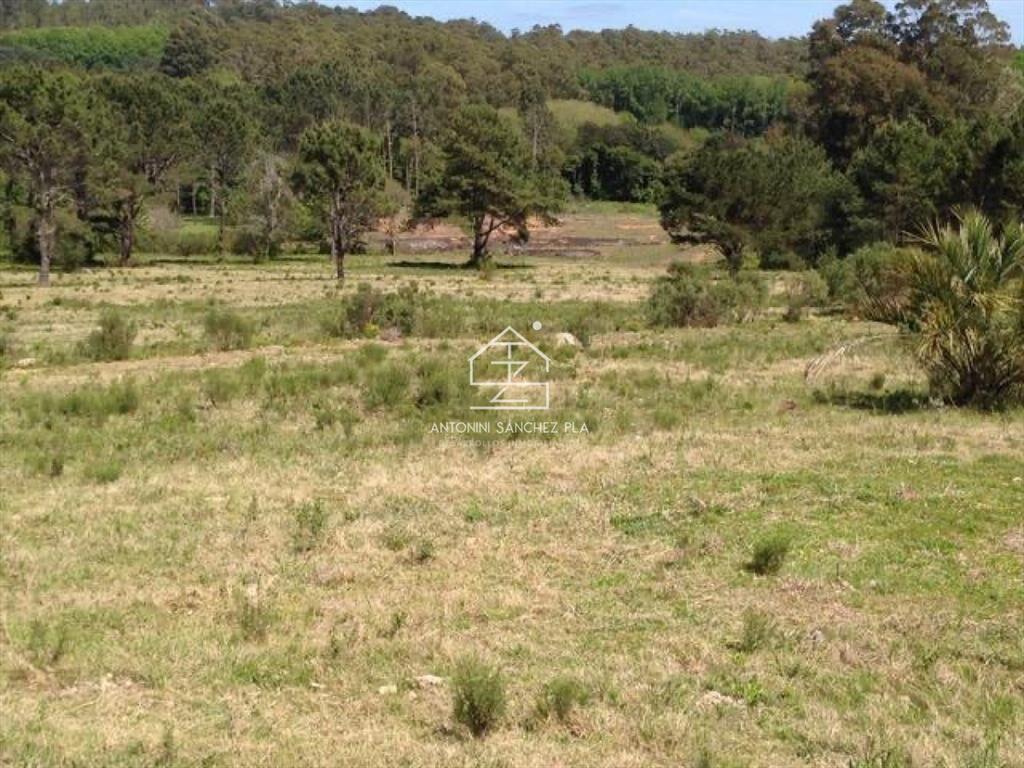 Venta chacra sobre camino La pataia Punta Ballena