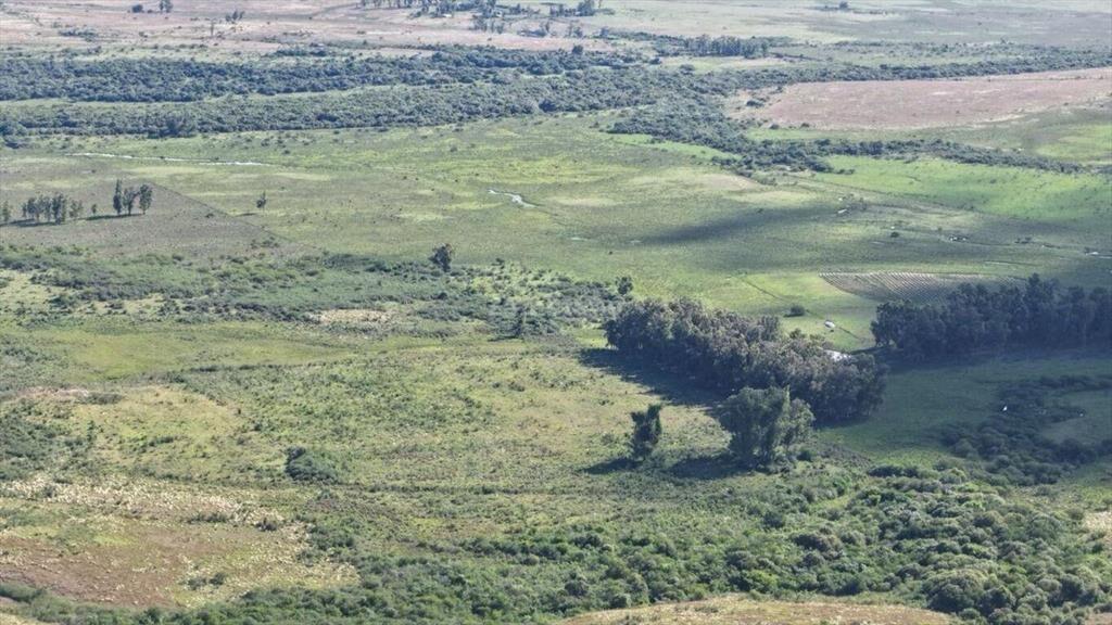 Campo Ganadero en Artigas