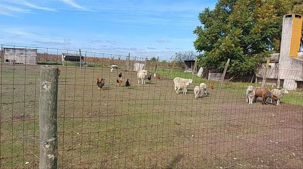 Venta de Chacra productiva en Melilla casas viñedos montes