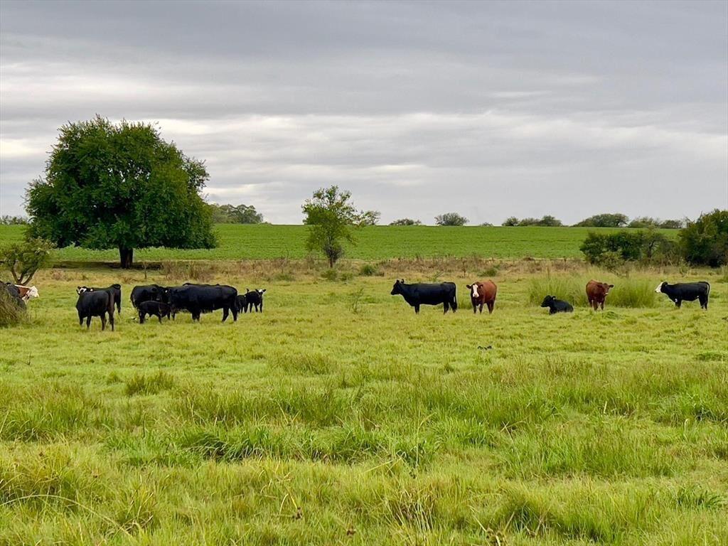 CAMPO 180 HAS. AGRICOLA GANADERO PAYSANDU