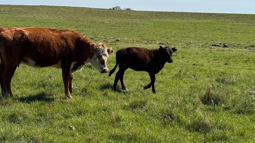 VENTA DE CAMPO GANADERO – 694 HAS. EN RIO NEGRO