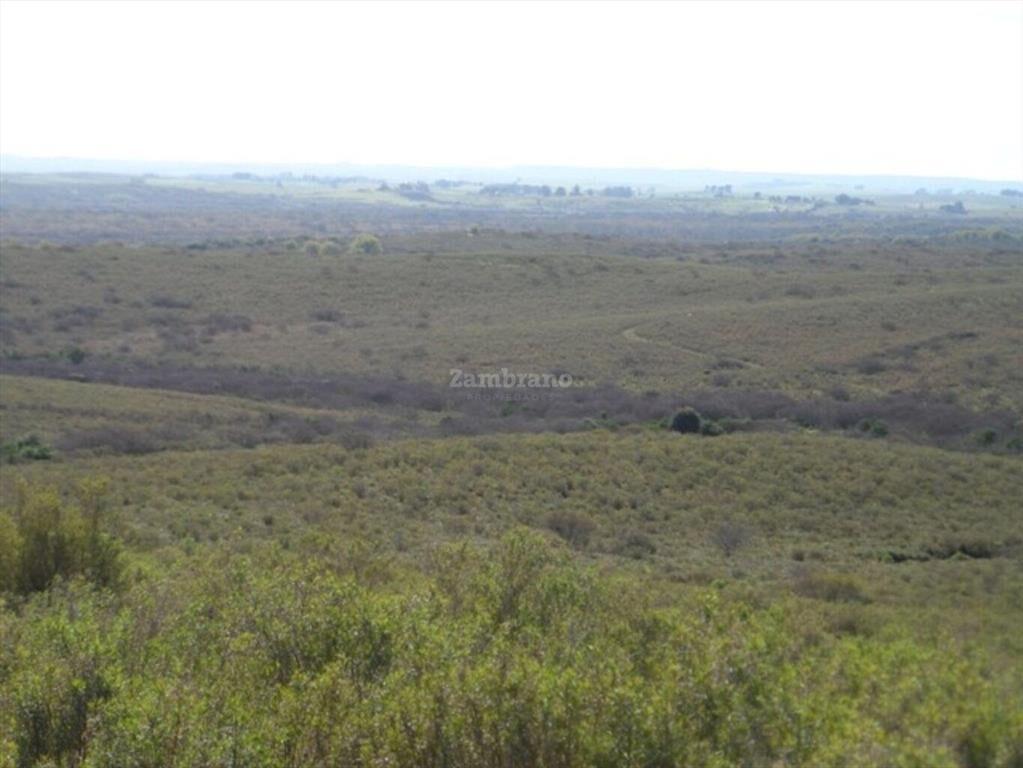 Campo Ganadero I Cerro Largo I Ha: 1450 IC: 57.