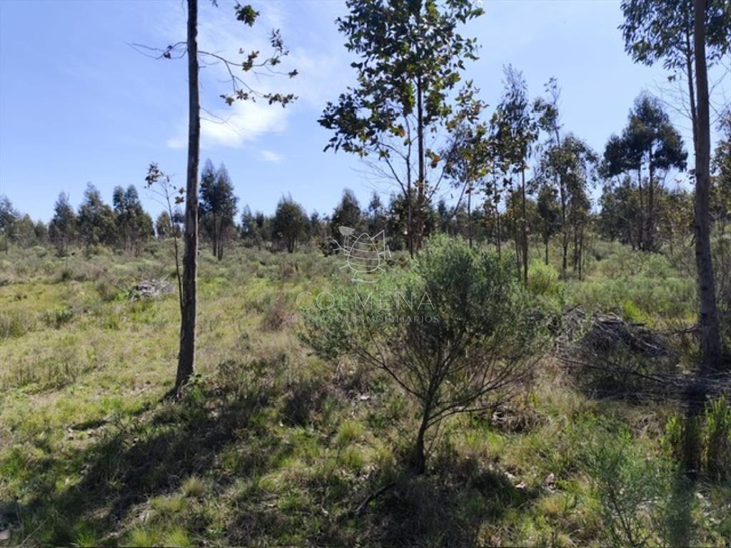 Campo 5 has en Partido Norte a 38 km de Punta del
