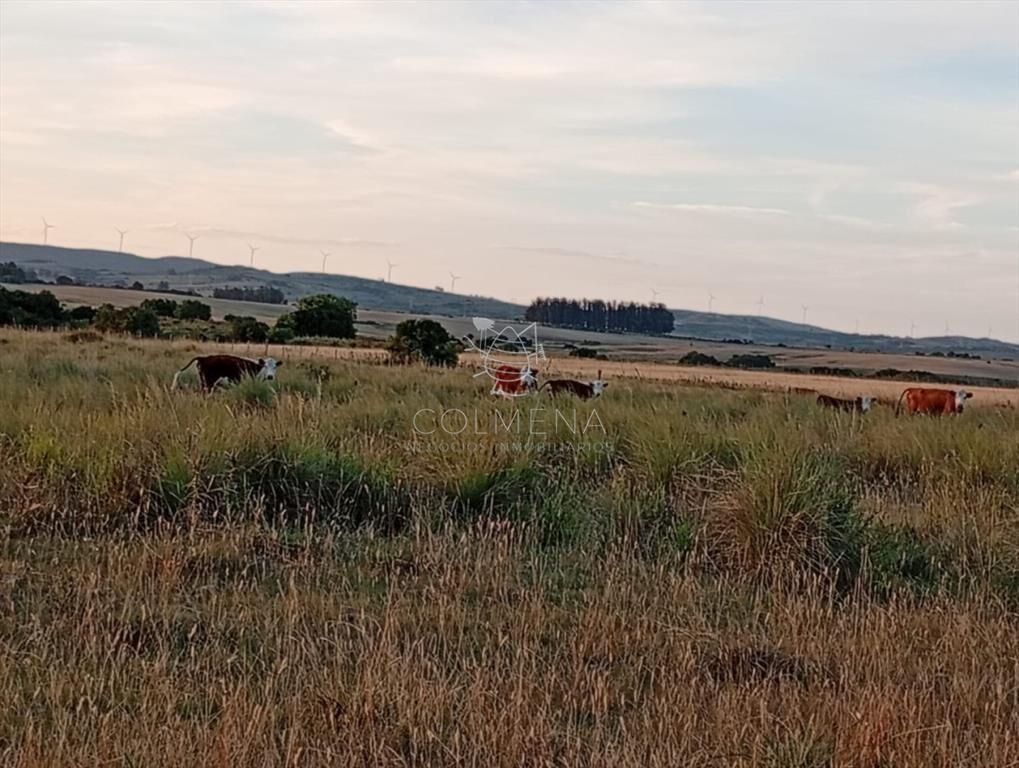 Campo 48 has en Paso Dutra