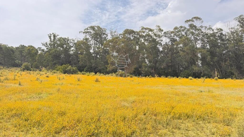 Campo de 5 has con 4658 m2 en La Pataia