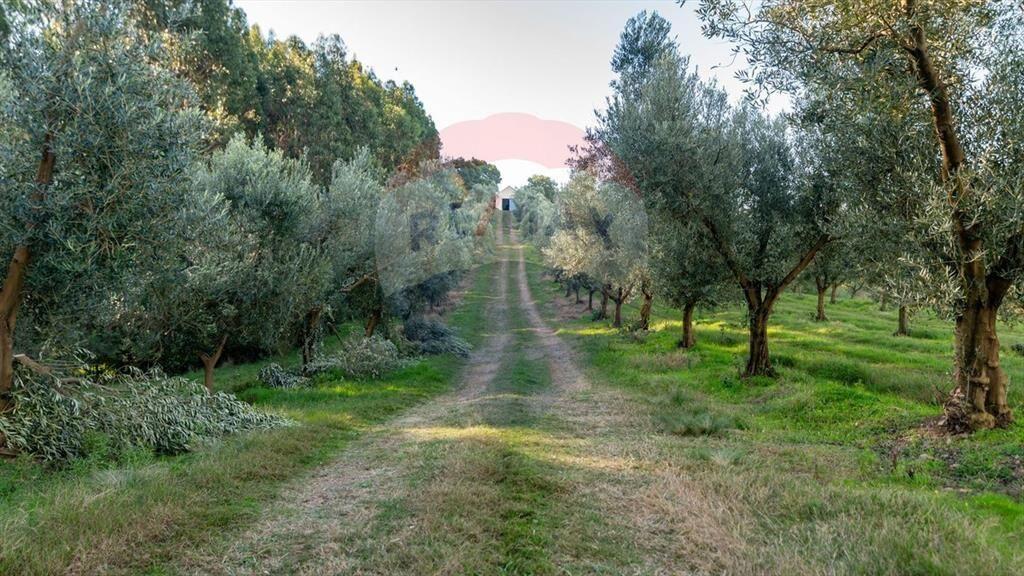 Venta de Campo con olivos en Rocha