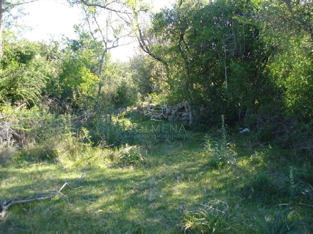 Campo 98 has con 2891 m2 en Carape cuenta con de