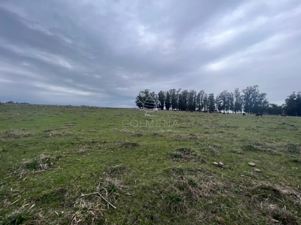 Campo de 22 has 6862 m2 cerca de Punta del Este