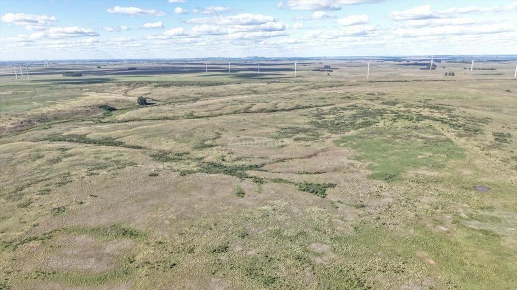 Campo Ganadero en Artigas