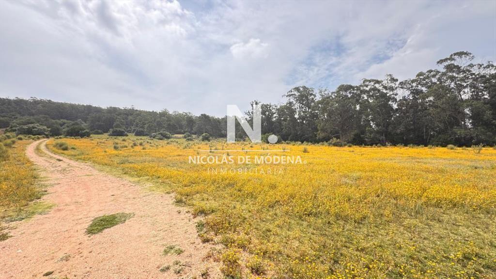 Campo de 5 has con 4658 m2 en La Pataia