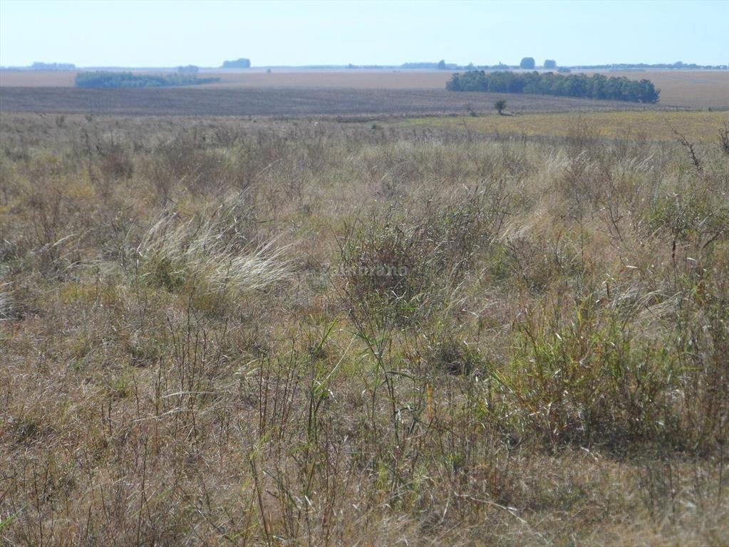 Estancia Agricola Ganadera 1600 ha en Paysandú