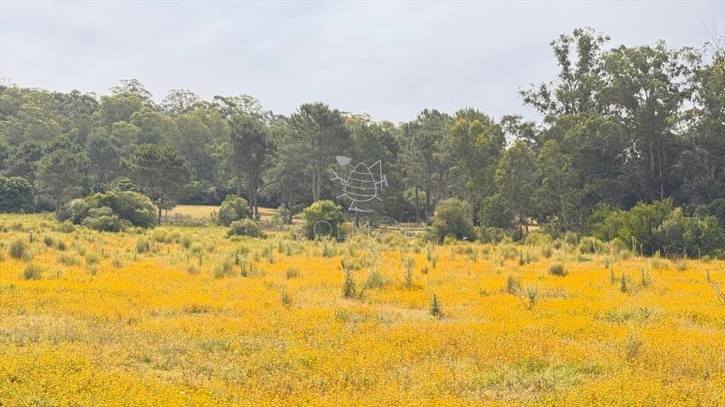 Campo de 5 has con 4658 m2 en La Pataia