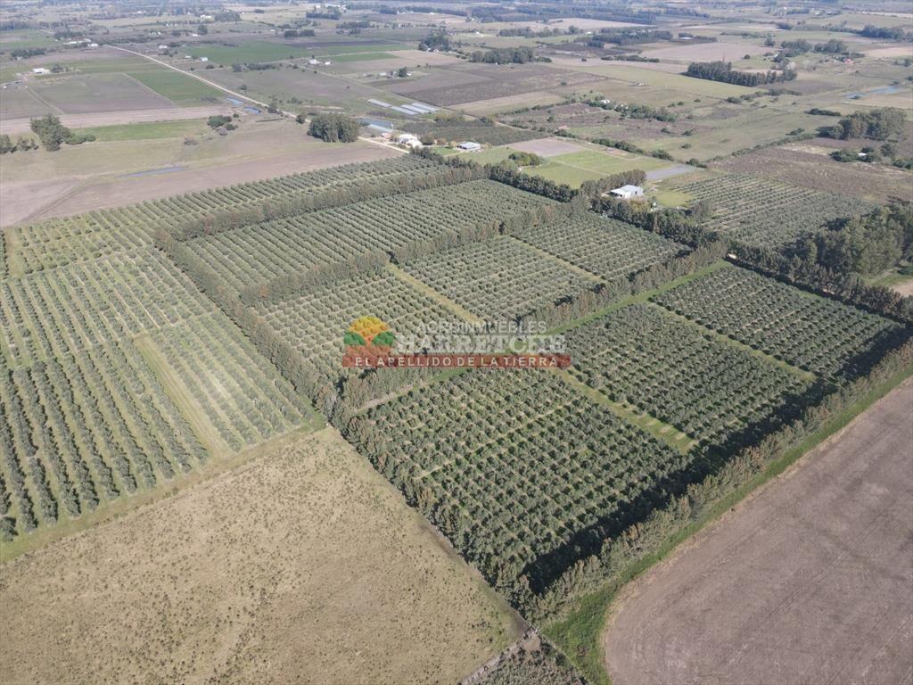 Campo de Olivos en venta, con fábrica de aceite
