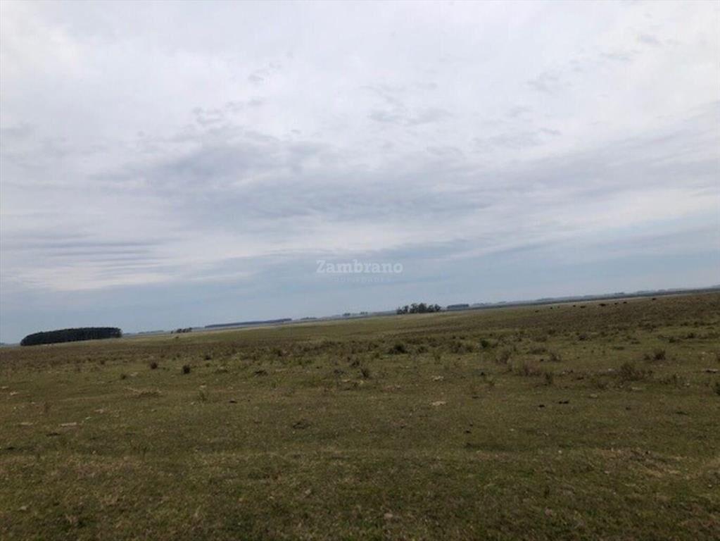 Establecimientos Ganadero Agrícolas I Cerro Largo I Ha: 650