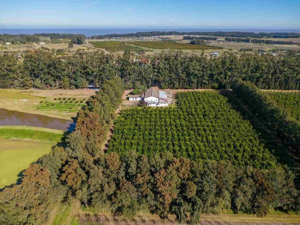 VENTA DE CHACRA 20 has EN PUNTA ESPINILLO