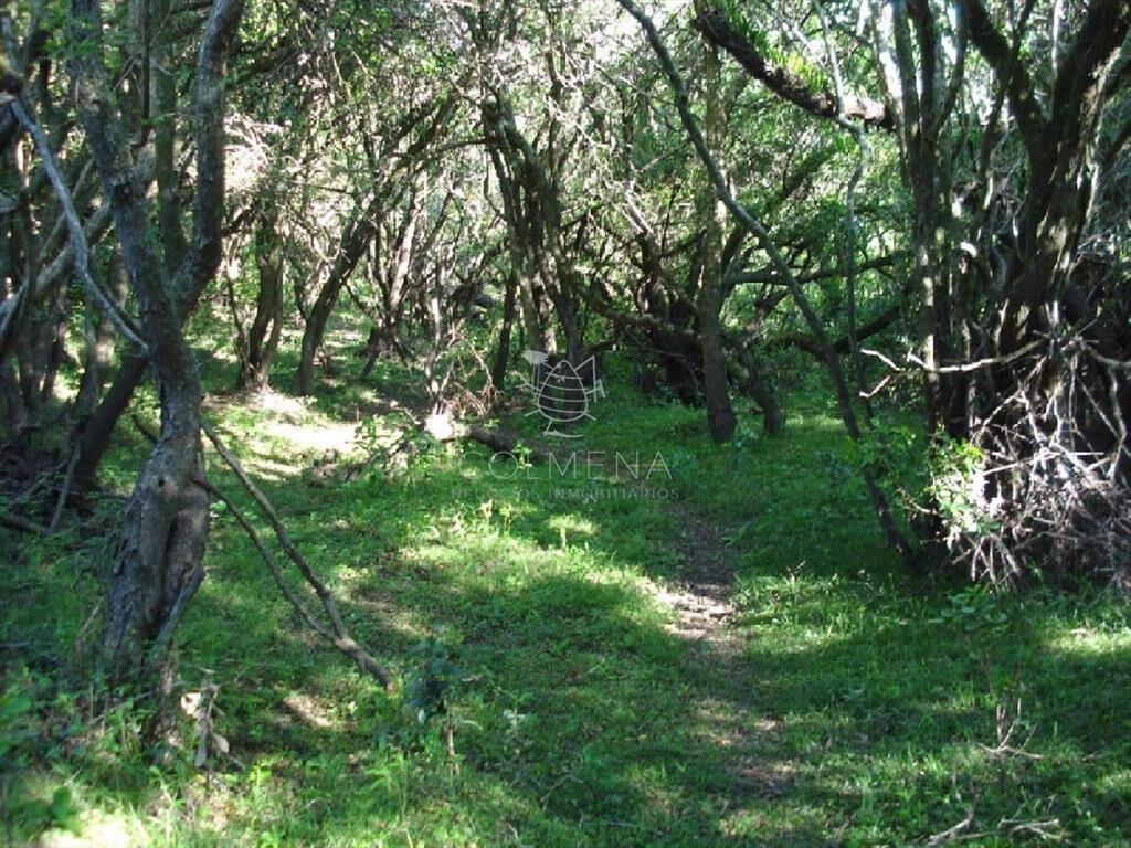 Campo 98 has con 2891 m2 en Carape cuenta con de