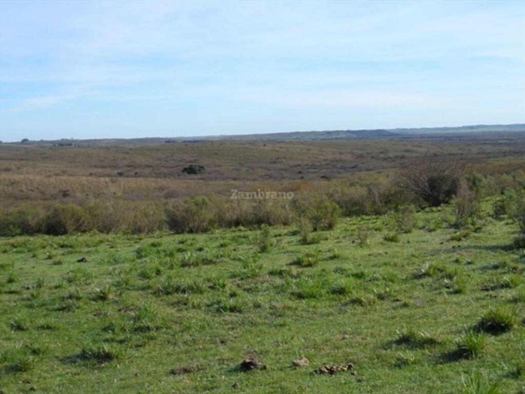 Campo Ganadero I Cerro Largo I Ha: 1450 IC: 57.