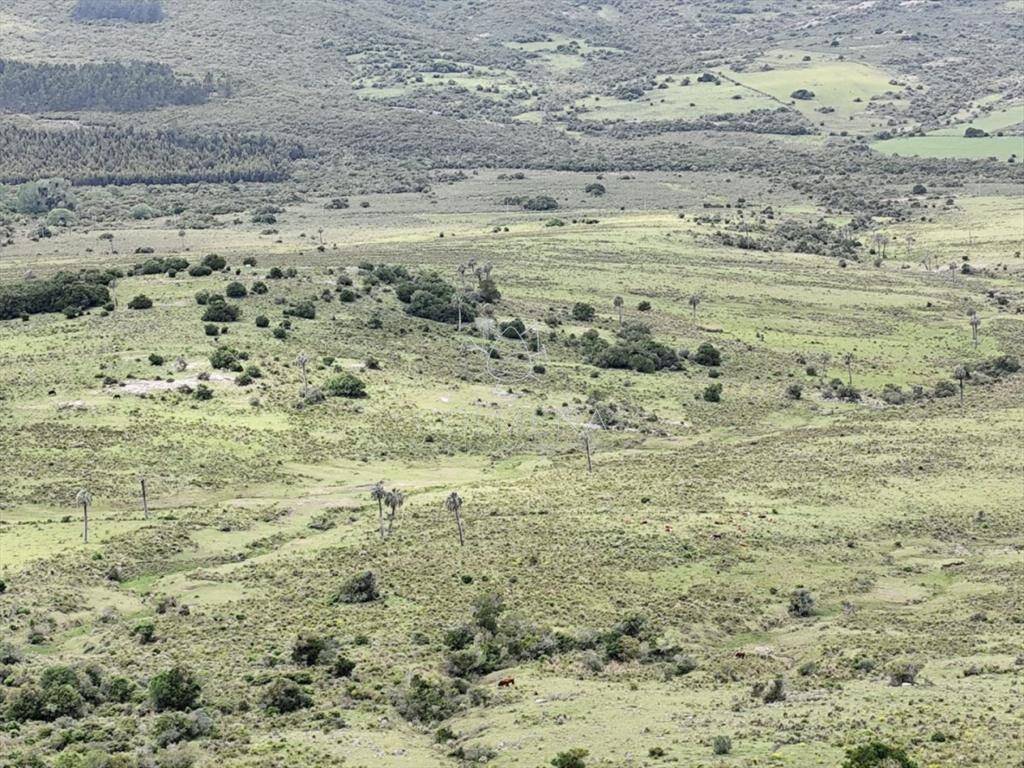 Campo de 200 hás en el departamento de Maldonado