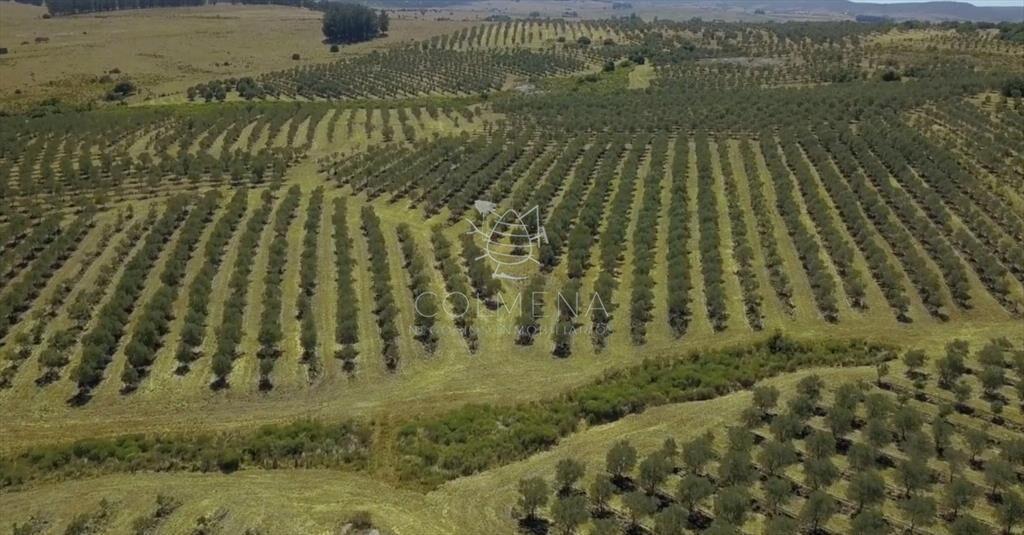 Campo con Plantación de Oliva