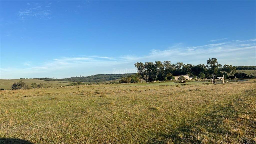 Campo Forestal Ganadero en Cerro Largo