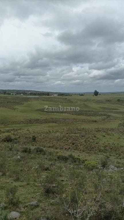 Establecimiento Ganadero I Cerro Largo I Ha: 950. IC:85.