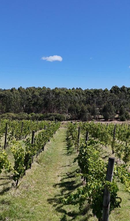 Campo en venta de 69ha ubicado en Atlántida