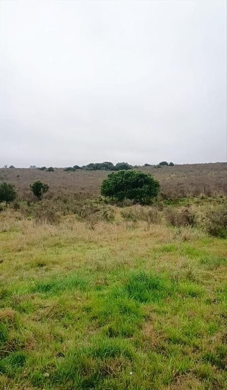 Campo 29,5 Hás. A17 Km de San José de Mayo