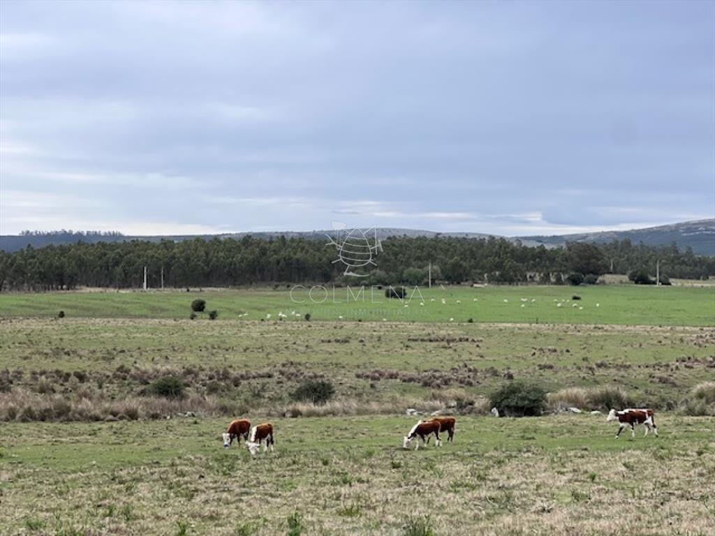 Campo de 22 has 6862 m2 cerca de Punta del Este