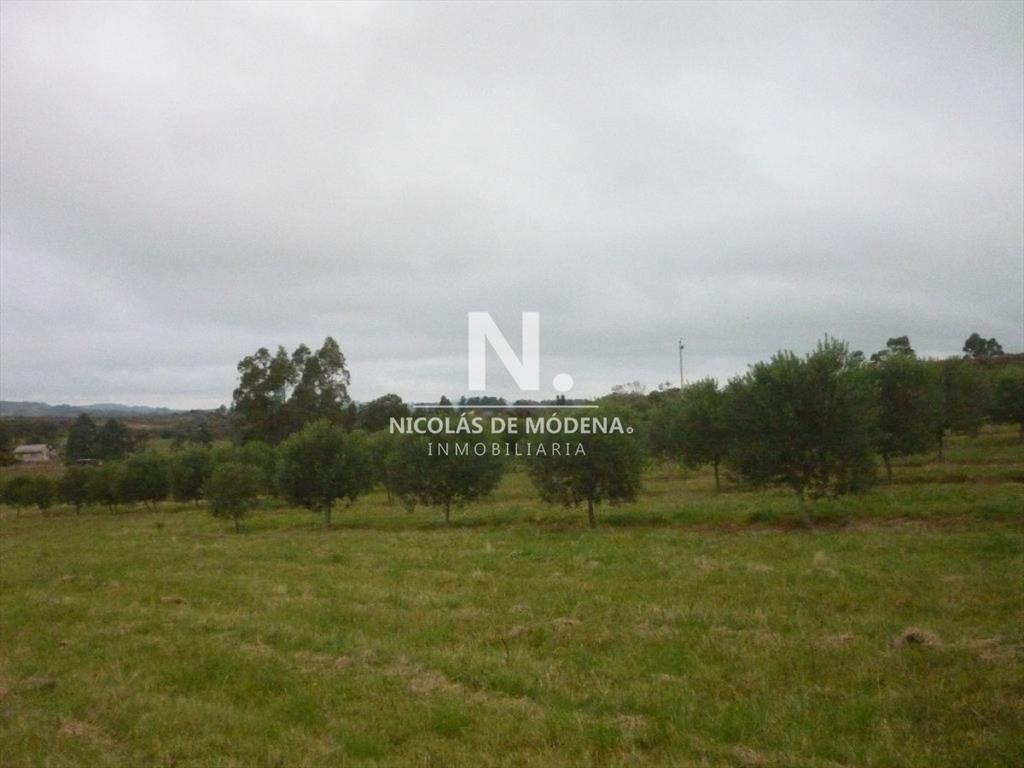 HERMOSA CHACRA CON PRODUCCION DE OLIVOS