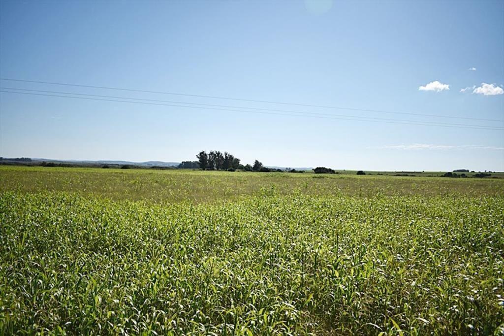 36 ha. sobre ruta 9