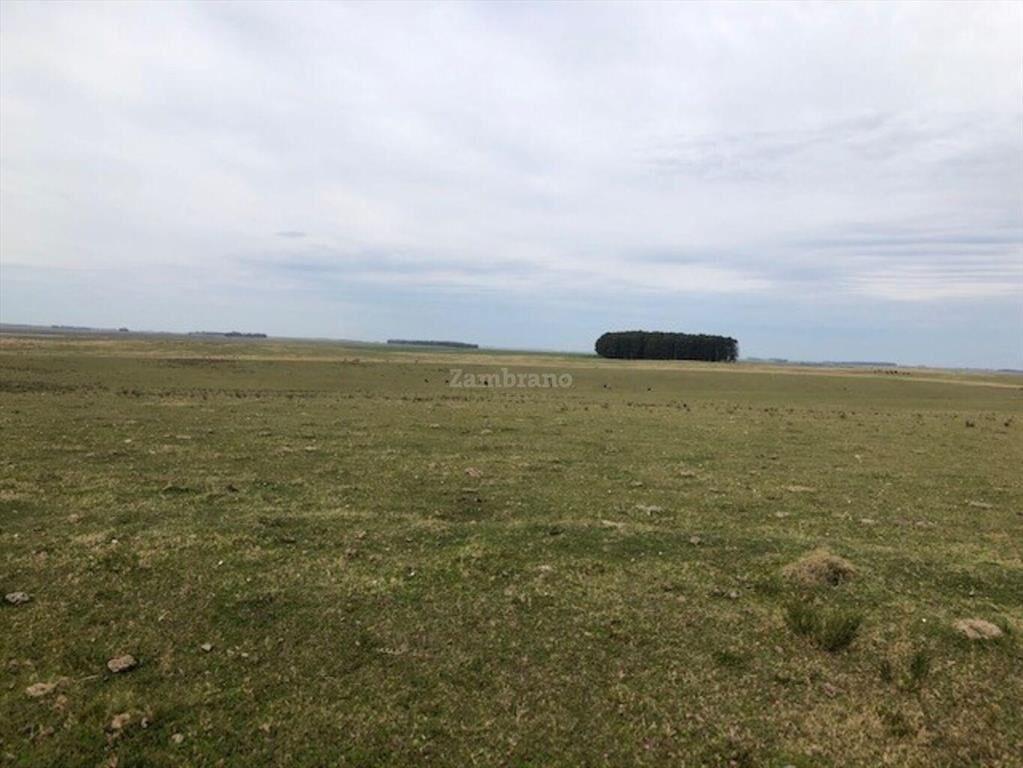 Establecimientos Ganadero Agrícolas I Cerro Largo I Ha: 650