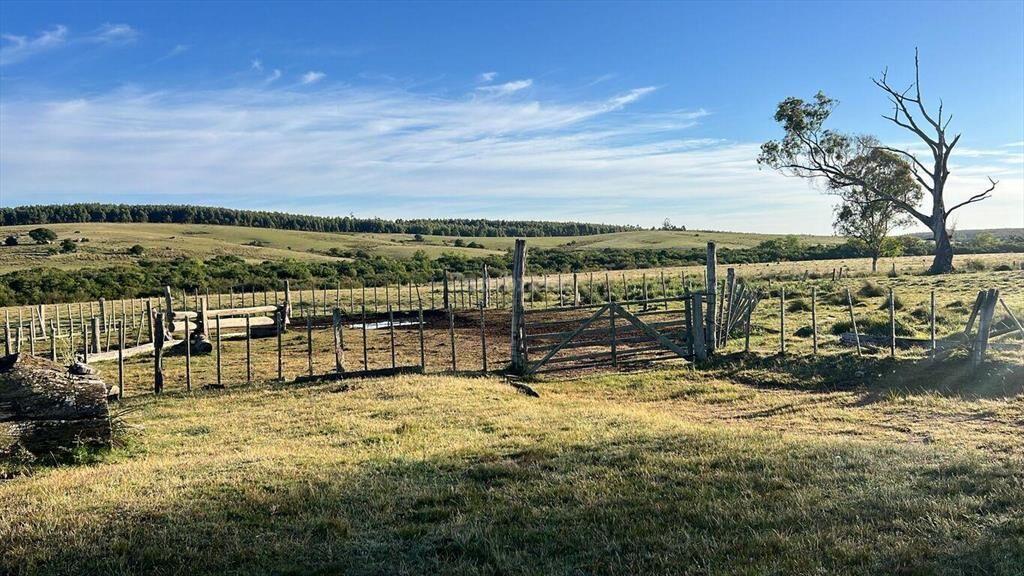 Campo Forestal Ganadero en Cerro Largo