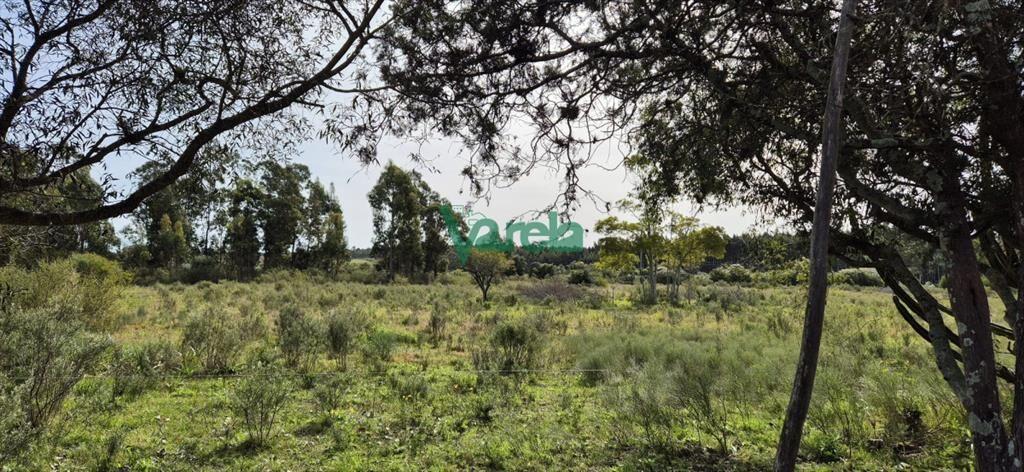 Venta de Chacra de 6 hectareas en Santa Lucia del