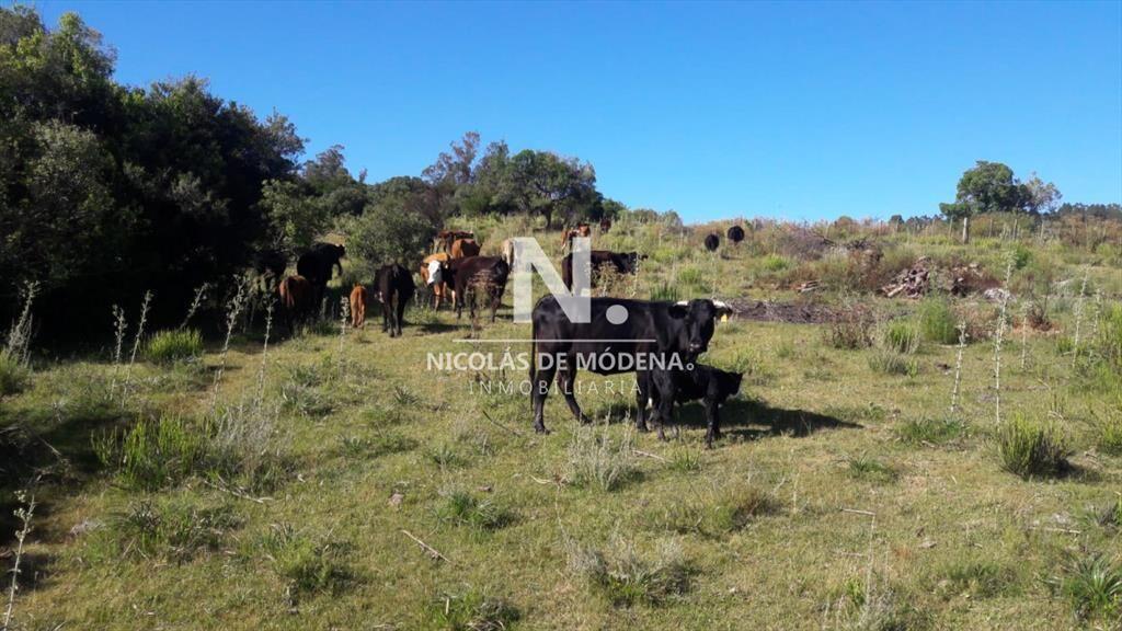 Campo en Aigua , Maldonado, 62 Hectáreas