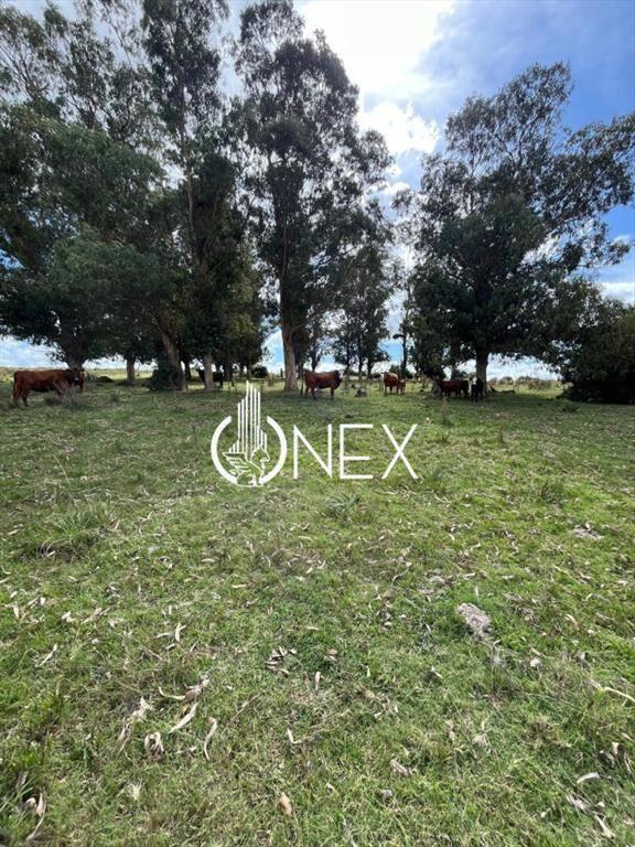 Gran campo agrícola Ganadero 77 hectáreas en a