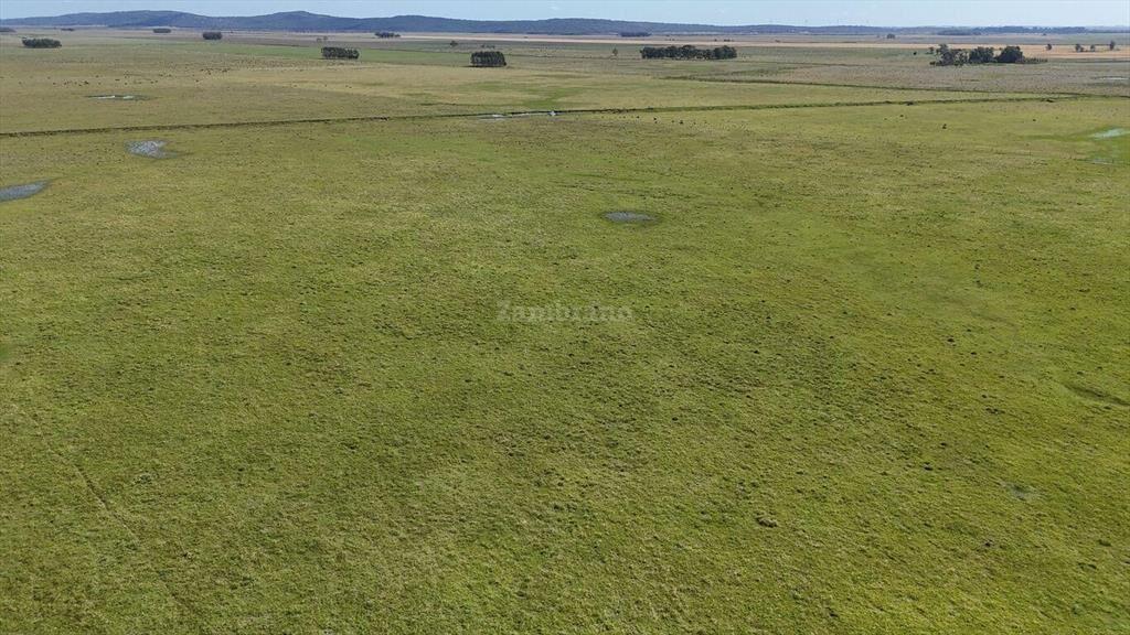 Estancia Arrocera I Rocha I Ha: 1650 IC:56.