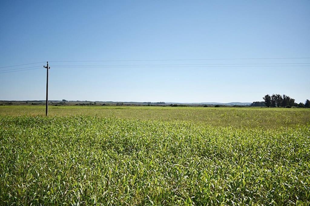 36 ha. sobre ruta 9