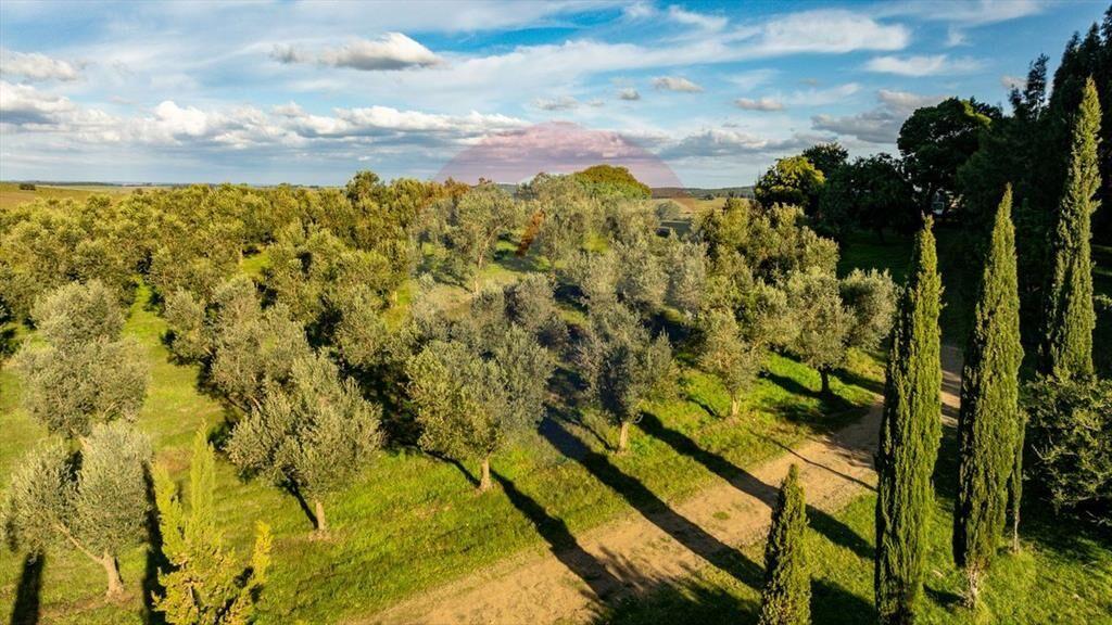 Venta de Campo con olivos en Rocha