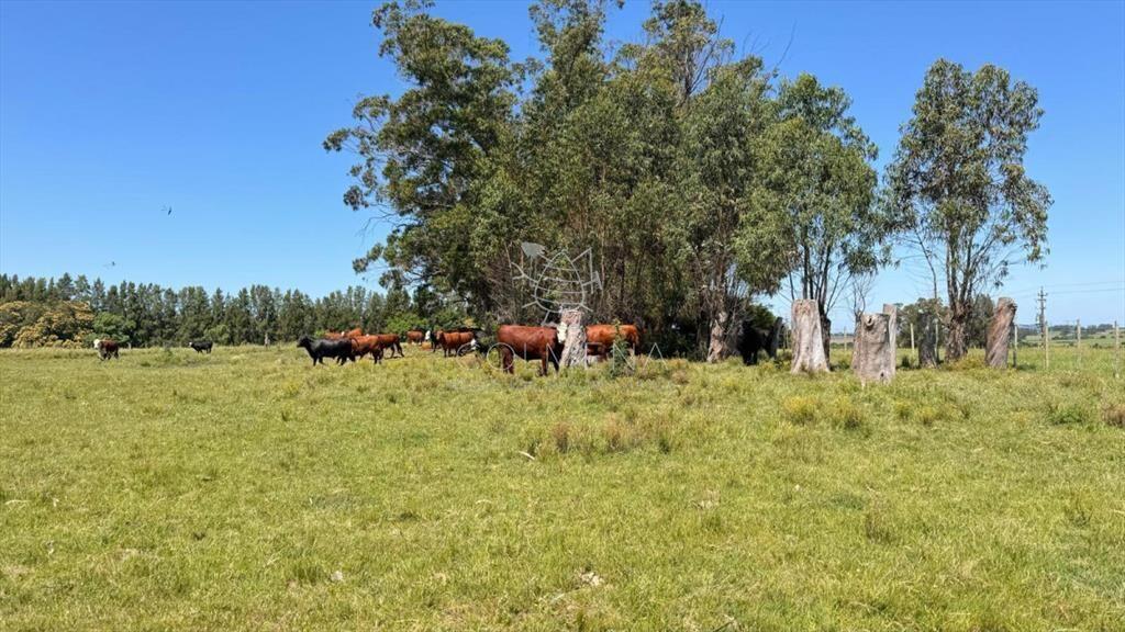Campo de 20 has 9531 m2