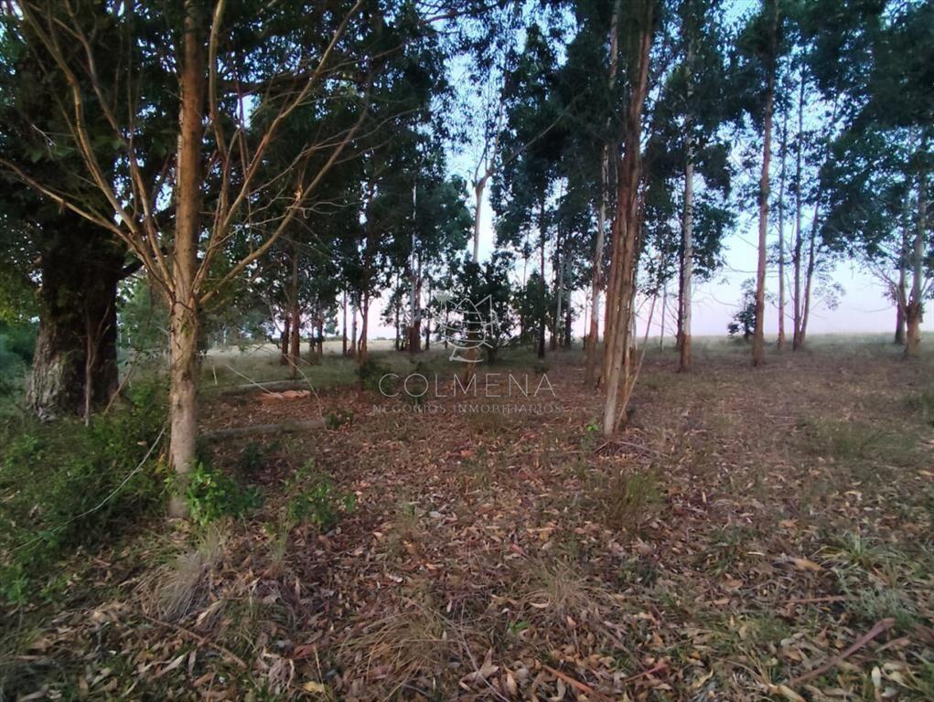 Campo 79 has en el departamento de Maldonado - en