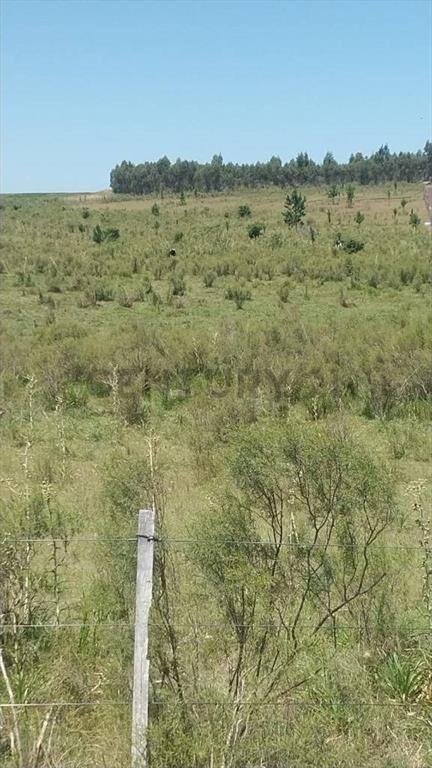 Campo Alambrado en San Jacinto, C/ Gran Tajamar, Zona alt...