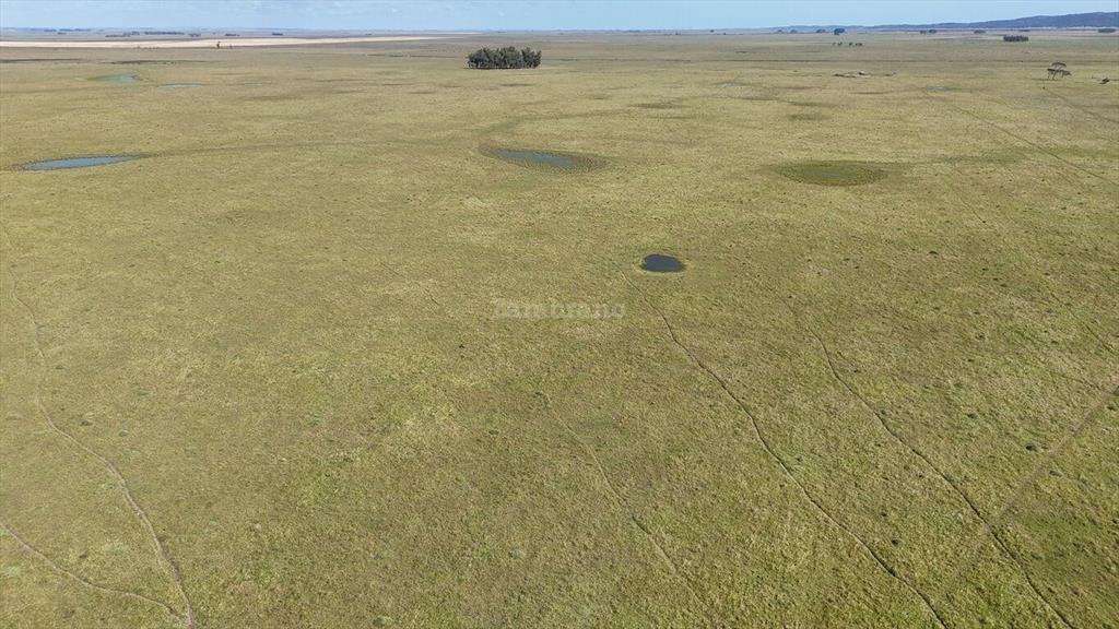 Estancia Arrocera I Rocha I Ha: 1650 IC:56.