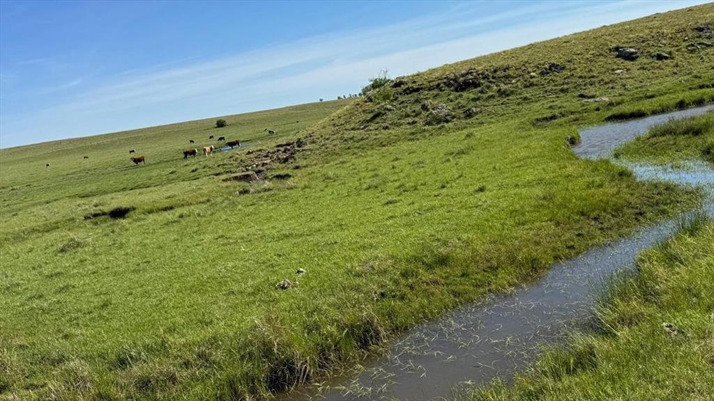 VENTA DE CAMPO GANADERO – 694 HAS. EN RIO NEGRO