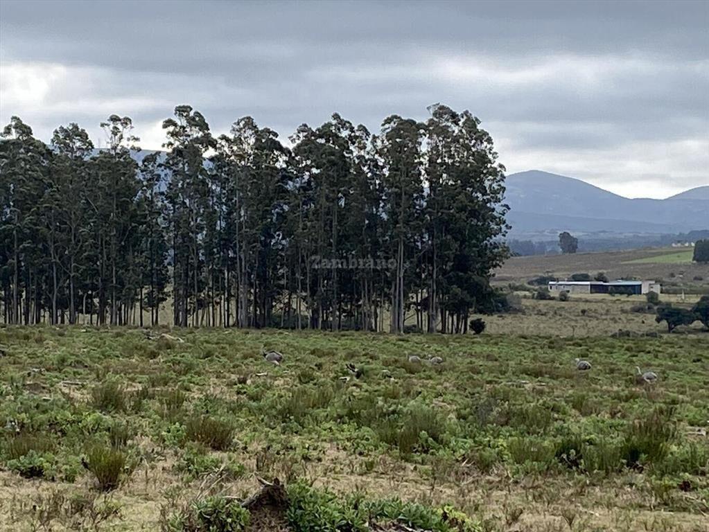Campo Ganadero I Maldonado I 313 has