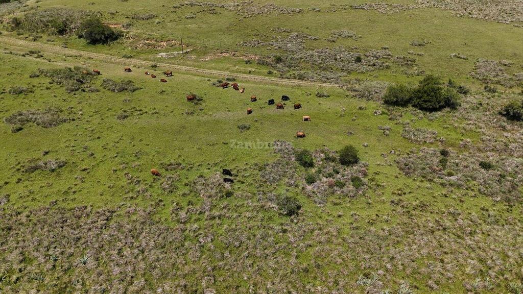 Campo Ganadero I Rocha I Ha: 127 IC: 61.