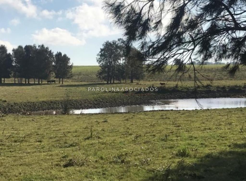 CHACRA 5 HECTAREAS EN HARAS DE MEDELLIN, PUNTA